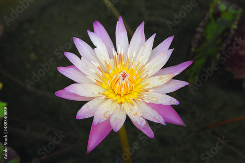 Beautiful water lilly flower