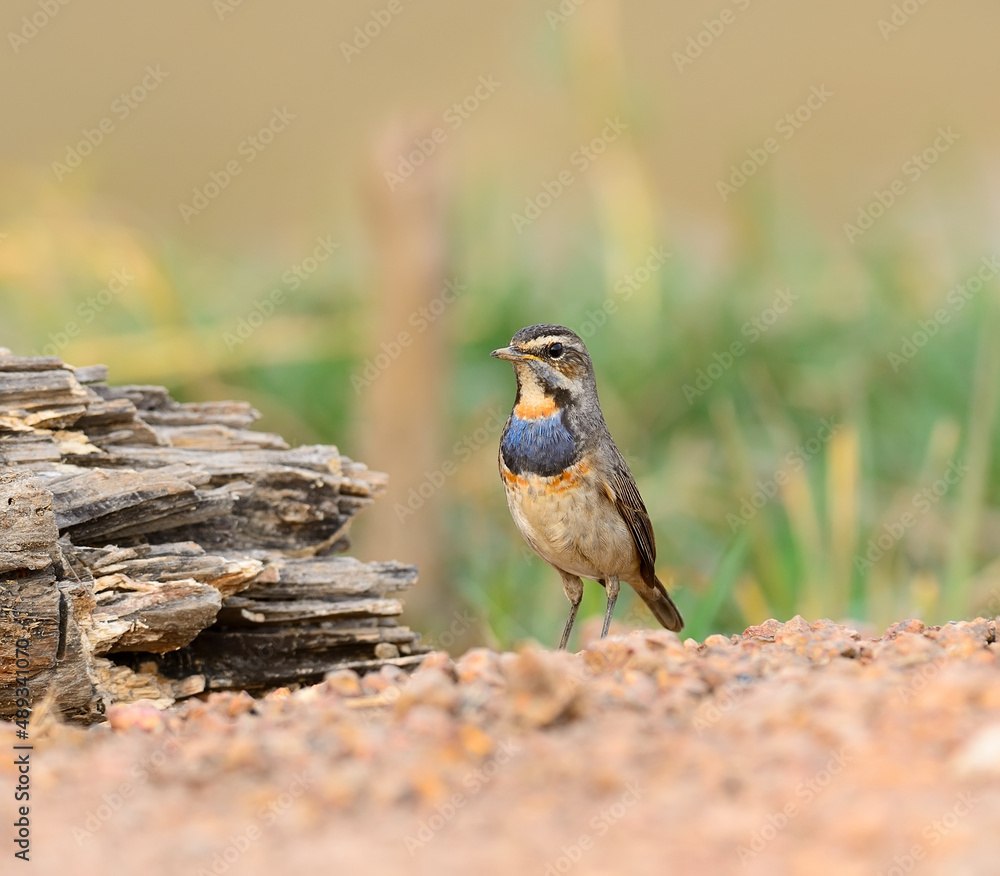 Bluethroat is imigrated bird in Thailand. Bluethroat is imigrated bird in Thailand.