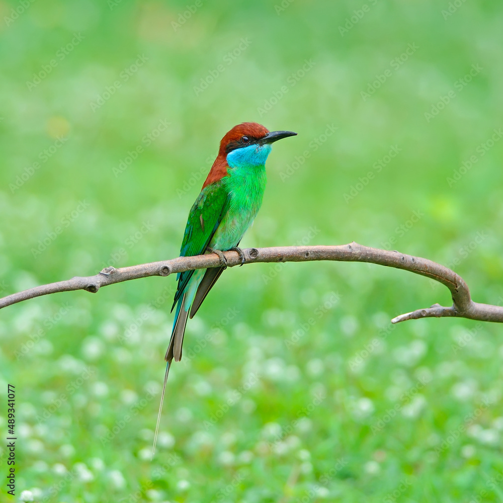 Blue-throated Bee-eater on the branch Blue-throated Bee-eater on the branch