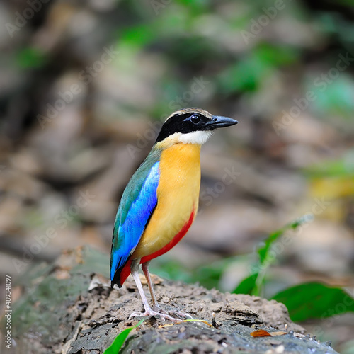 Beautiful colorful Bird (Blue-winged Pitta) in nature, in Thailand