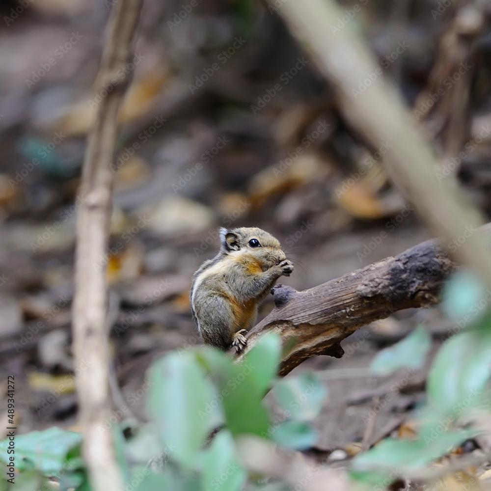 Burmese Stripe Squirrel in nature