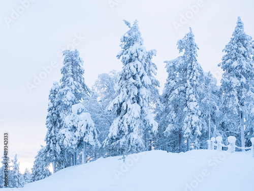 Winter landscape. Mnegum pine forest and mountainous area in northern europe. © Fox