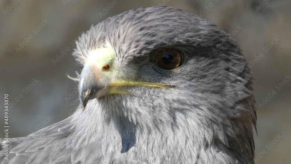 Eagle Eagle