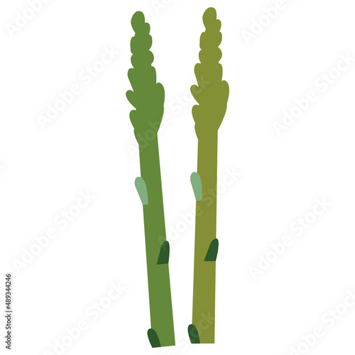 Asparagus vector illustration in flat color design