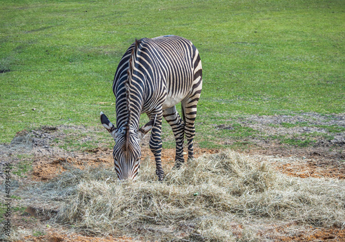 Mountain Zebra Grazing in a Sanctuary Field. photo