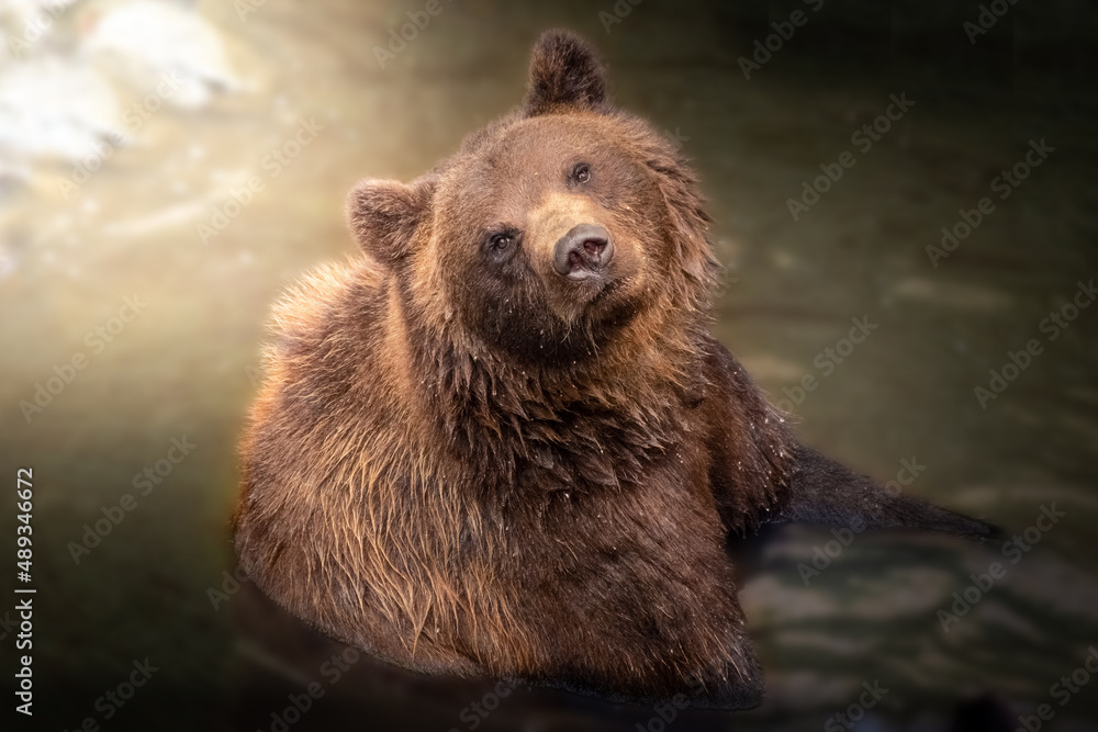Obraz premium Beautiful wild brown bear looking at camera while swimming