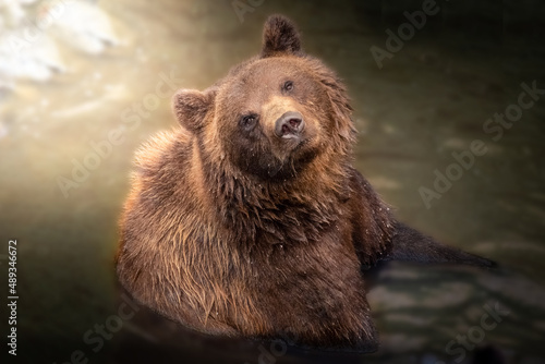 Beautiful wild brown bear looking at camera while swimming