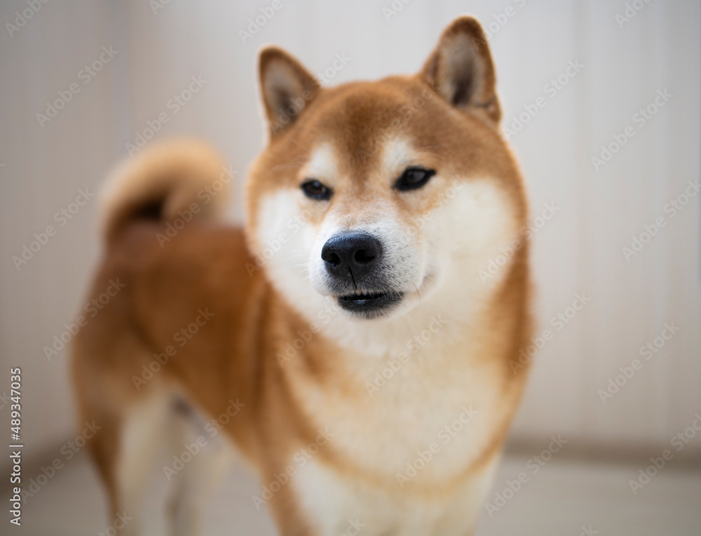 fluffy red dog Shiba Inu stands in a bright room, during the day. Games, dog training, problems of raising purebred dogs. Shiba portrait