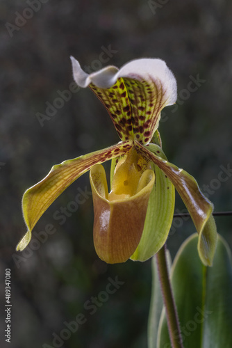 Closeup view of colorful brown yellow green and white flower of lady slipper orchid species paphiopedilum gratrixianum isolated outdoor on natural background