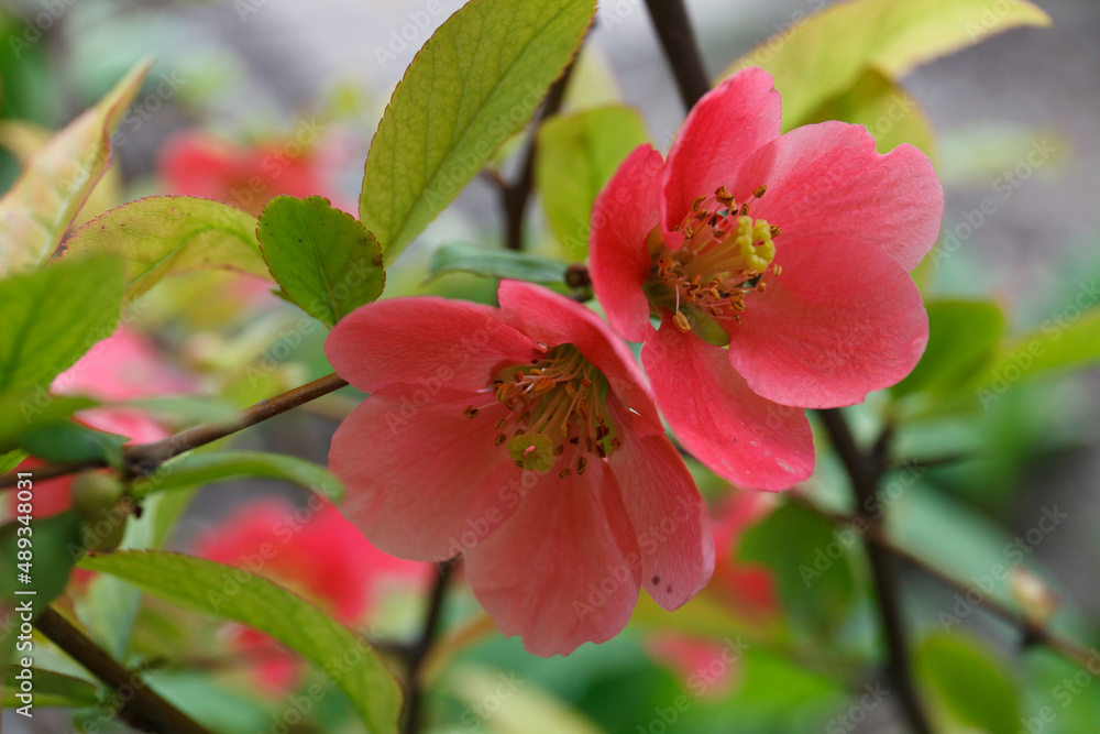 Chaenomeles japonica red flowers in spring Chaenomeles japonica red flowers in spring