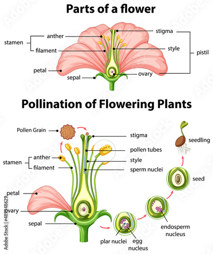 Diagram of pollination of flowering plants