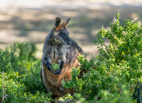 Australian swamp wallaby (Wallabia bicolor) feeding photo