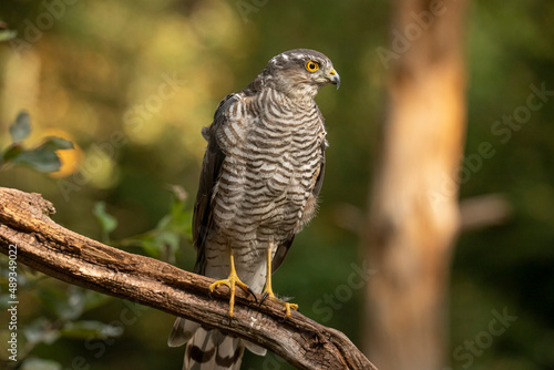 Sparrowhawk, Accipiter nisus. Bird of Prey