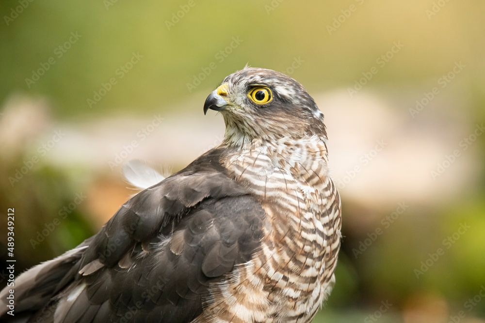 Obraz premium Sparrowhawk, Accipiter nisus. Bird of Prey