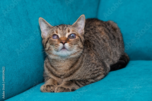 The blind cat is lying on the bed photo