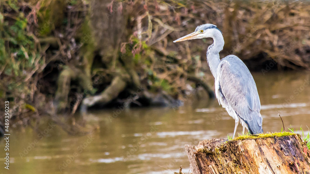 Naklejka premium Limburg, Hessen, Deutschland, Graureiher (Ardea cinerea)