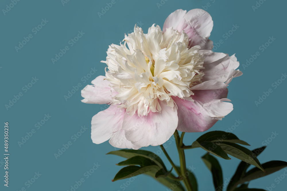 Delicate peony flower with pinkish petals isolated on a blue background.