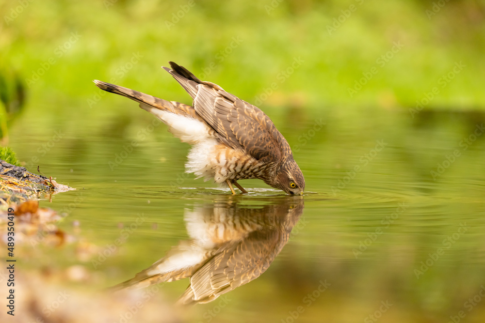 Fototapeta premium Sparrowhawk, Accipiter nisus. Bird of Prey