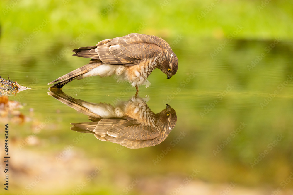 Fototapeta premium Sparrowhawk, Accipiter nisus. Bird of Prey