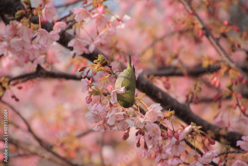 満開の河津桜とメジロ © stingzero