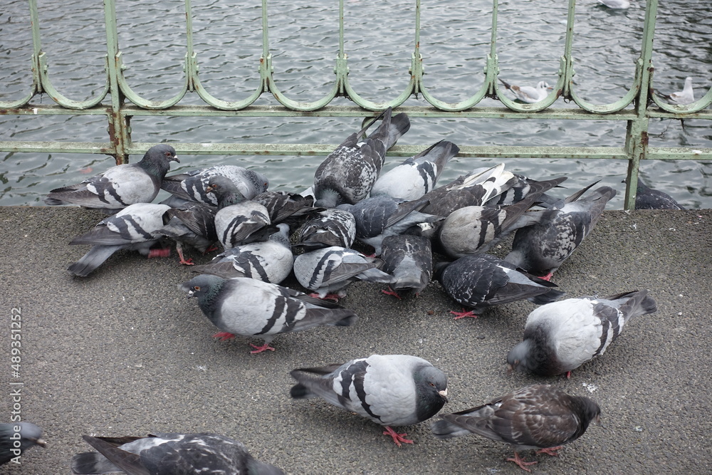 Obraz premium Pigeons qui mangent sur un trottoir Parisien
