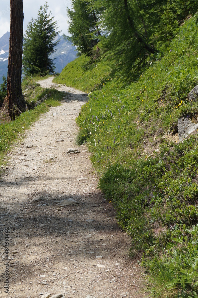 Fototapeta premium Natur