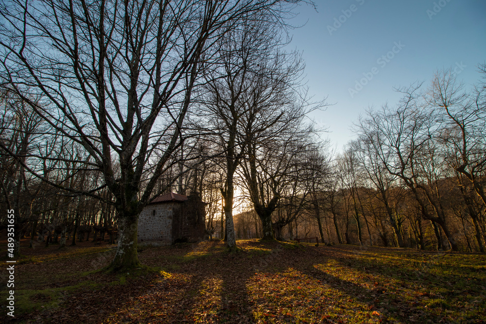 beech forest in the basque country on mount urkiola in the province of vizcaya beech forest in the basque country on mount urkiola in the province of vizcaya