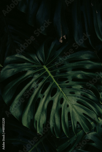 Monstera