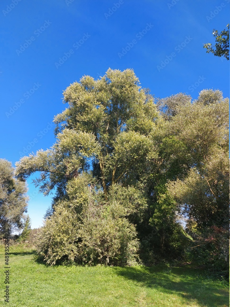 Ein üppiges Blätterdach aus Laubbäumen. Nester sind in den Baumwipfeln versteckt. Ein grünes Königreich mit himmlischem Hintergrund. Wälder sind die Lunge der Stadt. Sauerstoff und saubere Luft. Ein üppiges Blätterdach aus Laubbäumen. Nester sind in den Baumwipfeln versteckt. Ein grünes Königreich mit himmlischem Hintergrund. Wälder sind die Lunge der Stadt. Sauerstoff und saubere Luft.