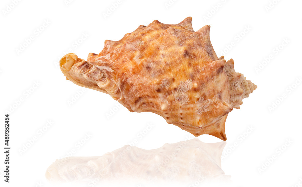 Seashell isolated on white background. Mollusk shell. Seashell isolated on white background. Mollusk shell.