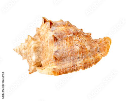 Seashell isolated on white background. Mollusk shell.