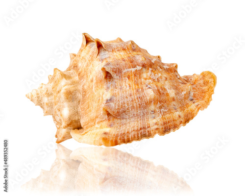 Seashell isolated on white background. Mollusk shell.