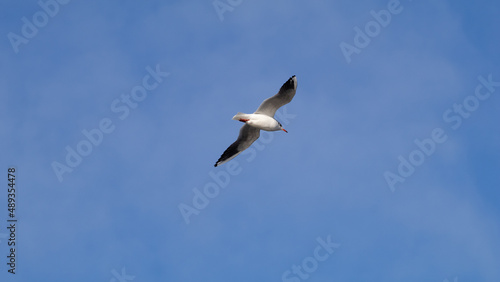 seagull in flight