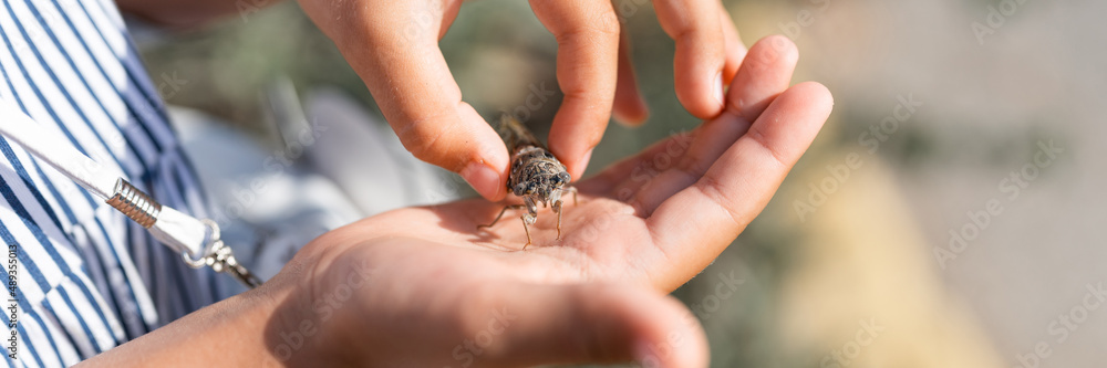kid hand holding cicada cicadidae a black large flying chirping insect or bug or beetle on arm. child researcher exploring animals living in hot countries in Turkey. banner