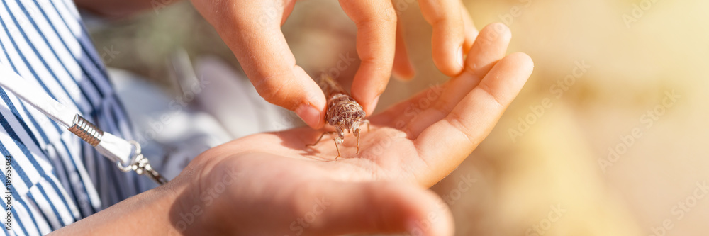 kid hand holding cicada cicadidae a black large flying chirping insect or bug or beetle on arm. child researcher exploring animals living in hot countries in Turkey. banner. flare