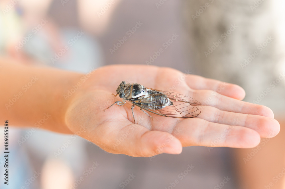 kid hand holding cicada cicadidae a black large flying chirping insect or bug or beetle on arm. child researcher exploring animals living in hot countries in Turkey