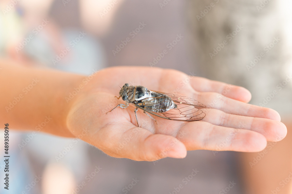 Obraz premium kid hand holding cicada cicadidae a black large flying chirping insect or bug or beetle on arm. child researcher exploring animals living in hot countries in Turkey