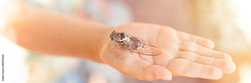 kid hand holding cicada cicadidae a black large flying chirping insect or bug or beetle on arm. child researcher exploring animals living in hot countries in Turkey. banner. flare