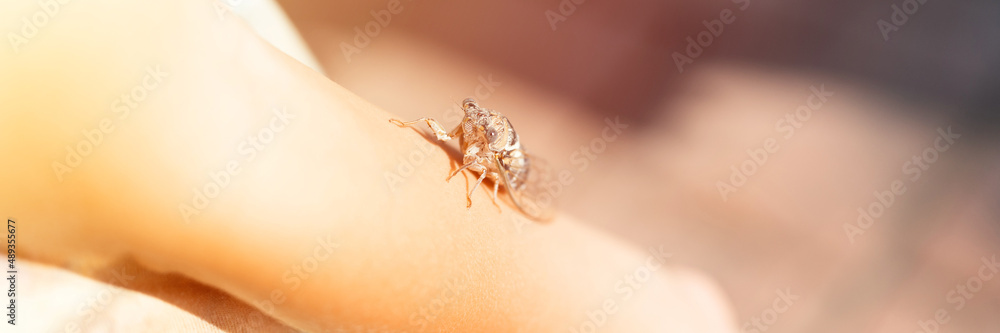 Obraz premium kid hand holding cicada cicadidae a black large flying chirping insect or bug or beetle on arm. child researcher exploring animals living in hot countries in Turkey. banner. flare