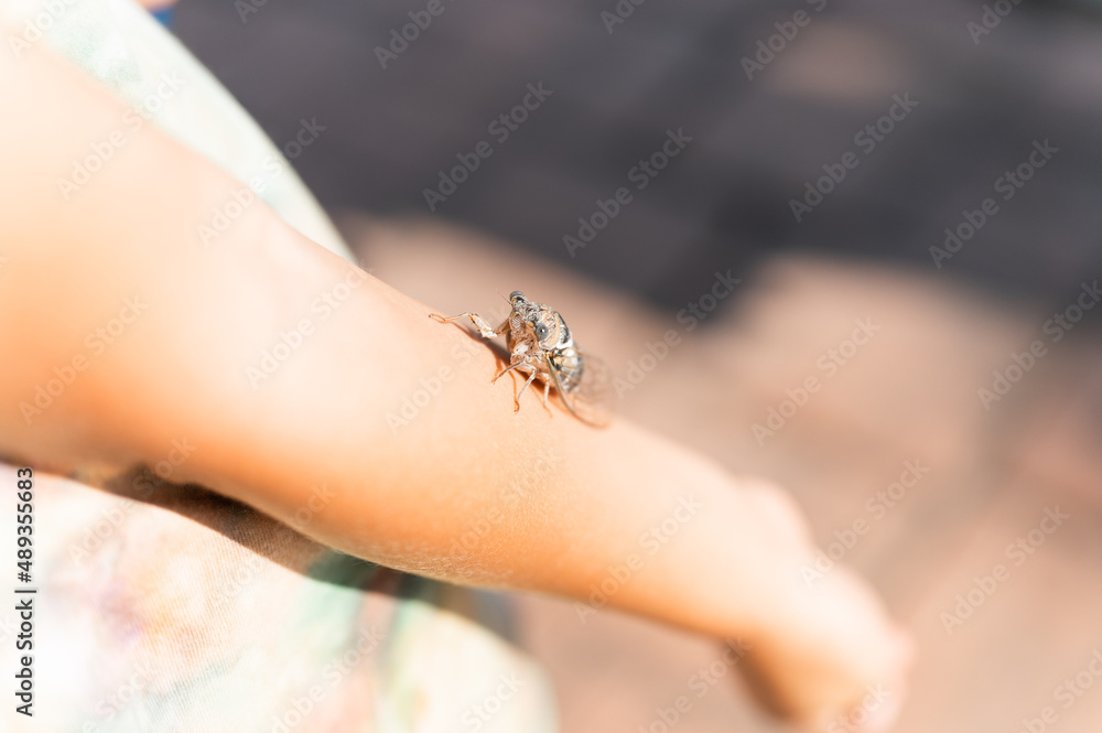Obraz premium kid hand holding cicada cicadidae a black large flying chirping insect or bug or beetle on arm. child researcher exploring animals living in hot countries in Turkey
