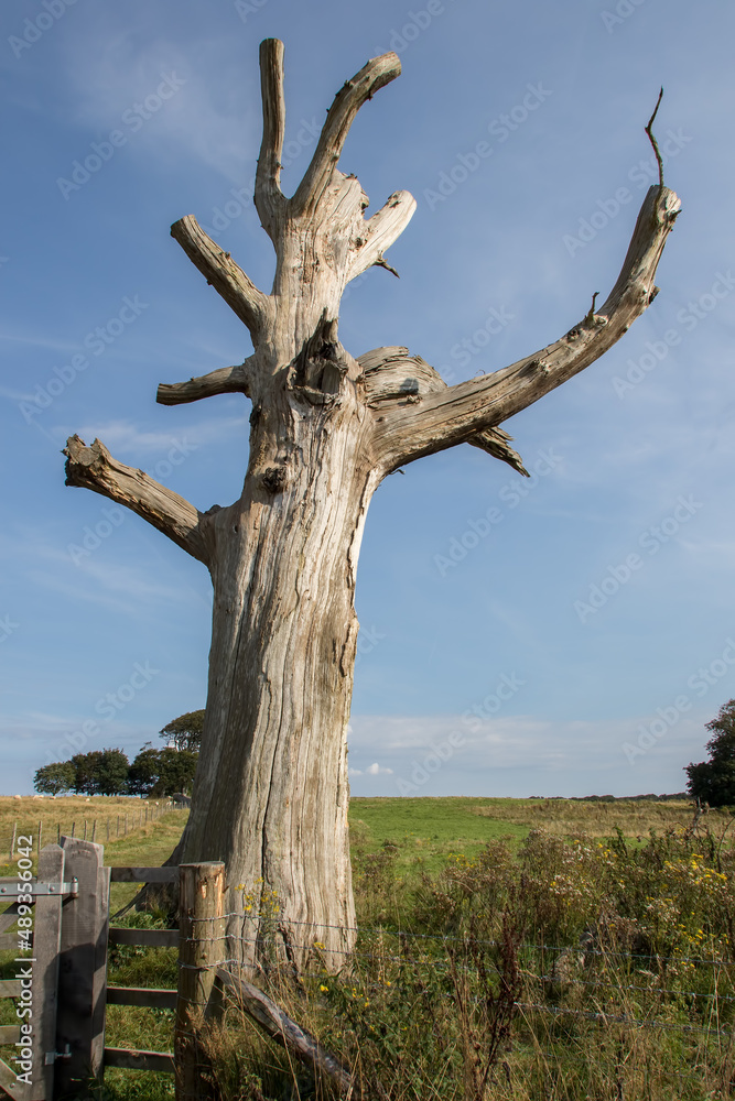 Dead tree trunk remains in an English countryside field
