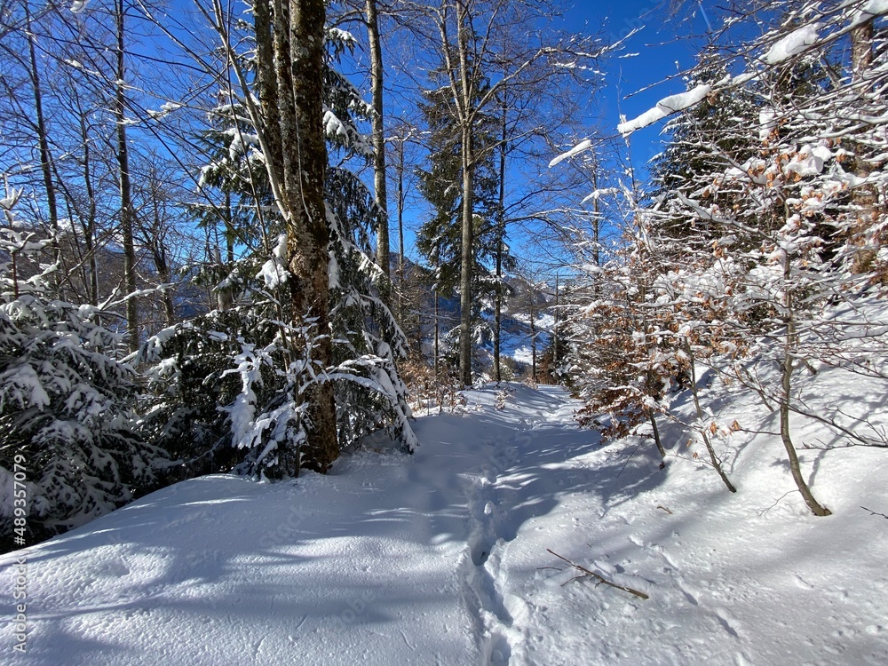 Fototapeta premium Alpine forest trails in a typical winter environment and under deep fresh snow cover on the Alpstein mountain massif and in the Swiss Alps - Alt St. Johann, Switzerland (Schweiz)