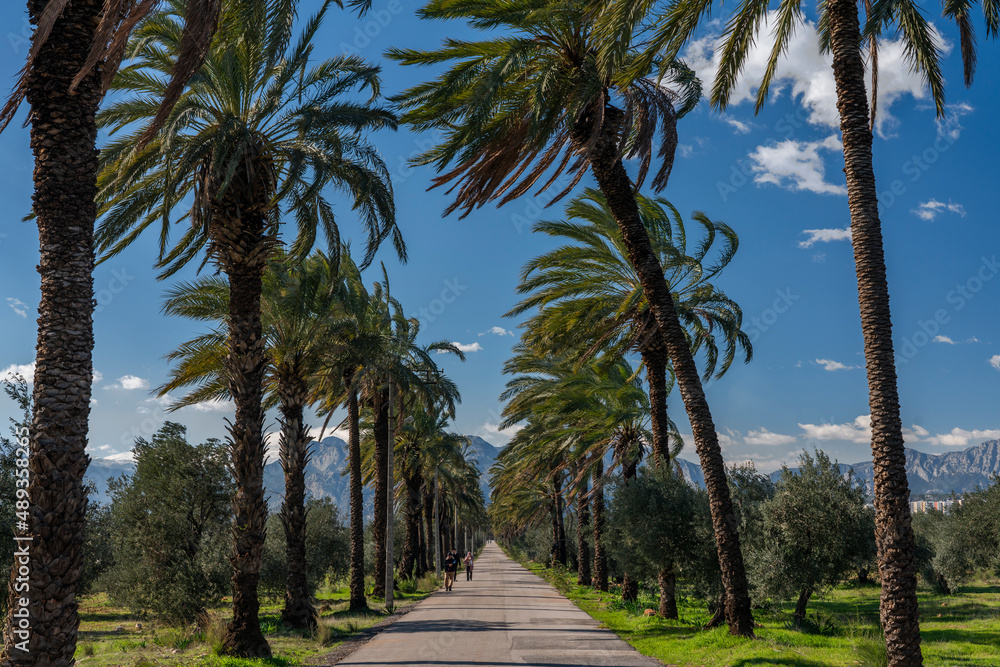 Palm trees avenue in Zeytinpark Antalya