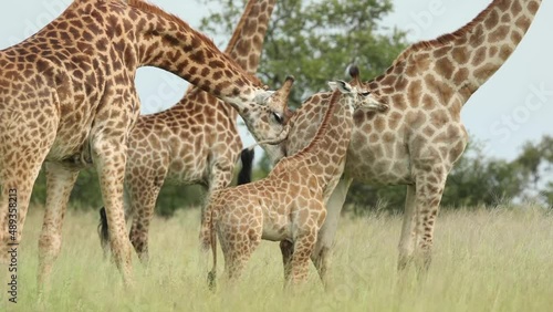 Medium shot of a male giraffe smelling a female backside, Greater Kruger. 