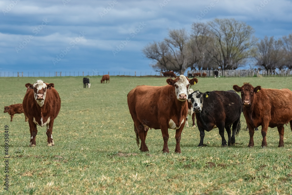 Cattle in pampas countryside, La Pampa, Argentina. Cattle in pampas countryside, La Pampa, Argentina.