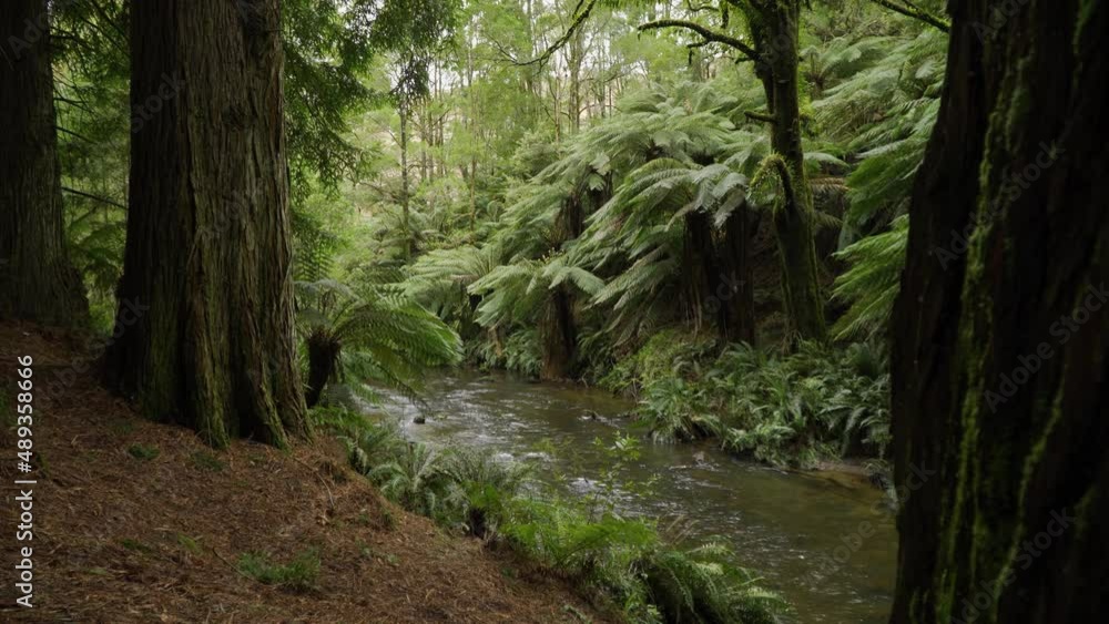 Creek in rainforest surrounded by fern trees and Californian red wood trees, panning Creek in rainforest surrounded by fern trees and Californian red wood trees, panning