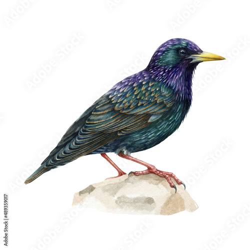 Starling watercolor illustration. Hand drawn realistic Sturnus vulgarit avian. Common european starling. Forest and park wild bird. Realistic backyard bird on white background