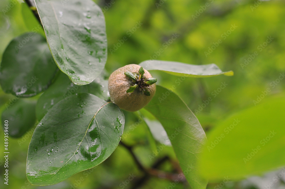 Young quince fruit with leaves on a tree branch after rain on the background of spring greens in the garden ..Botanical plants photo outdoors. Young quince fruit with leaves on a tree branch after rain on the background of spring greens in the garden ..Botanical plants photo outdoors.