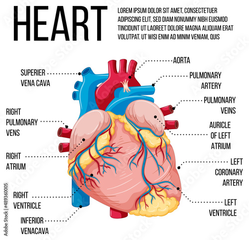 Diagram showing structure of heart