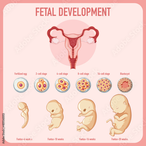 Human embryonic development in human infographic